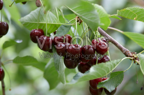 Prunus avium Regina Prunus avium Regina