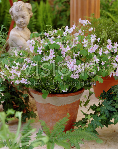 Oxalis rubra Pink Giant Oxalis rubra Pink Giant