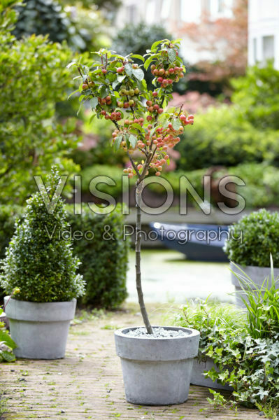 Malus Evereste ® Malus Evereste ®