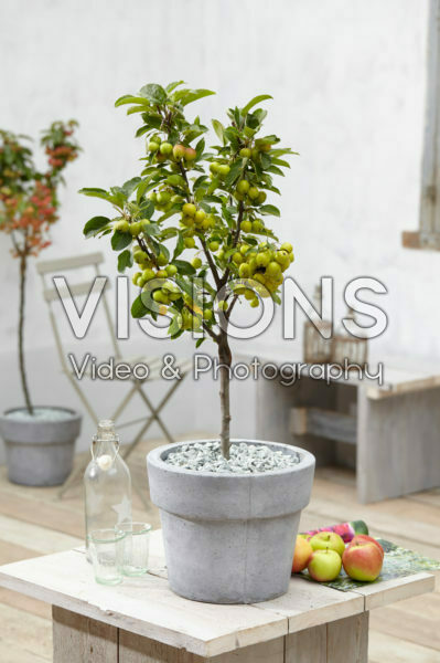 Malus Golden Hornet Malus Golden Hornet