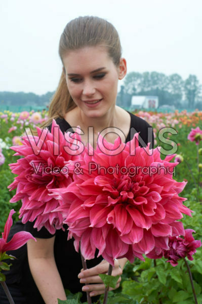 Dahlia Emory Paul Dahlia Emory Paul