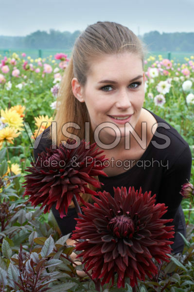 Dahlia Black Jack Dahlia Black Jack