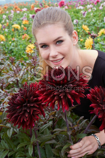 Dahlia Black Jack Dahlia Black Jack