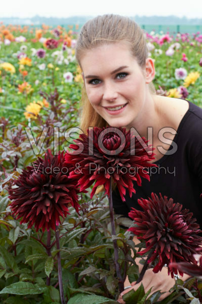 Dahlia Black Jack Dahlia Black Jack