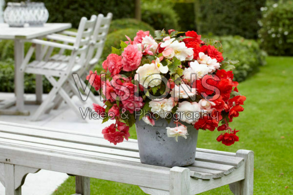 Begonia odorata mix Begonia odorata mix