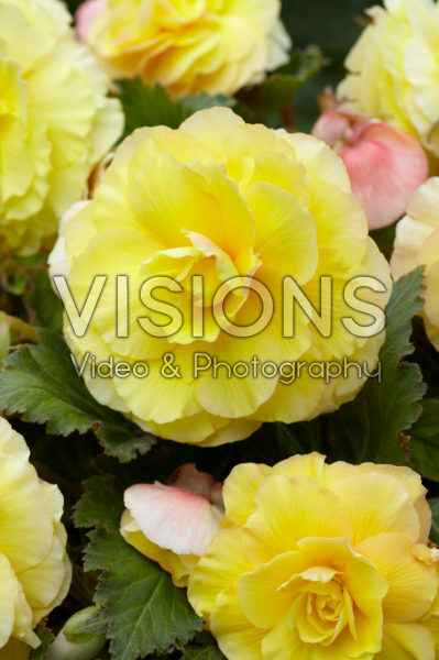 Begonia Superba geel Begonia Superba geel