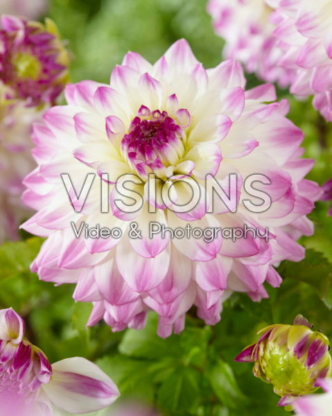 Dahlia Hapet Blue Eyes Dahlia Hapet Blue Eyes
