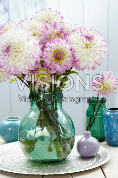 Dahlia Hapet Blue Eyes Dahlia Hapet Blue Eyes