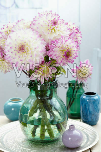 Dahlia Hapet Blue Eyes Dahlia Hapet Blue Eyes