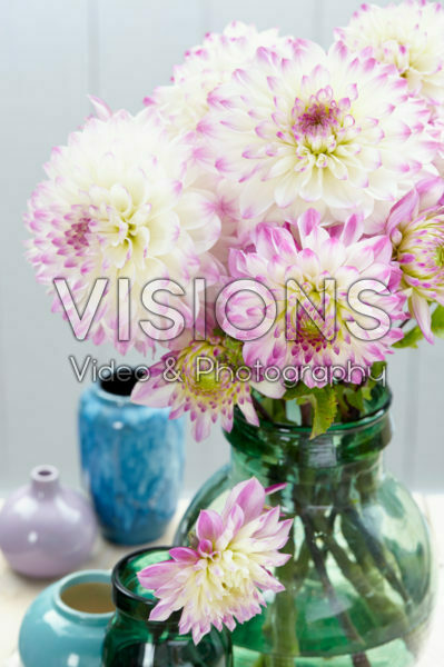 Dahlia Hapet Blue Eyes Dahlia Hapet Blue Eyes