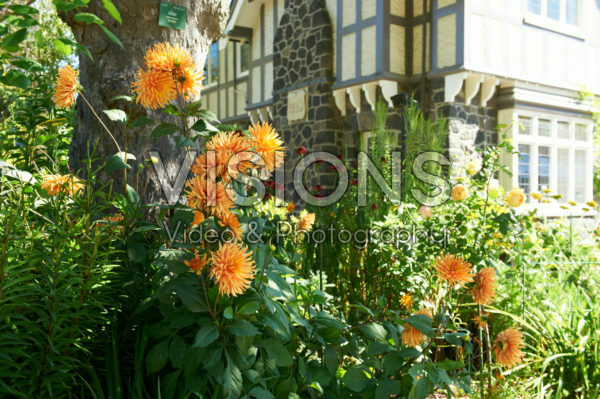 Dahlia orange Dahlia orange