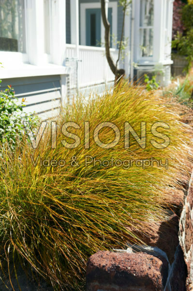 Carex Carex