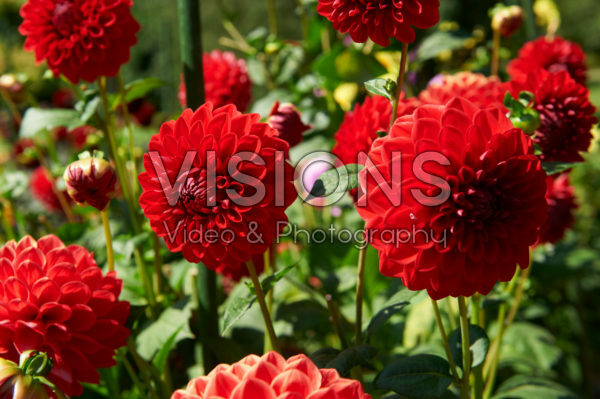 Dahlia Kotare Magic Dahlia Kotare Magic