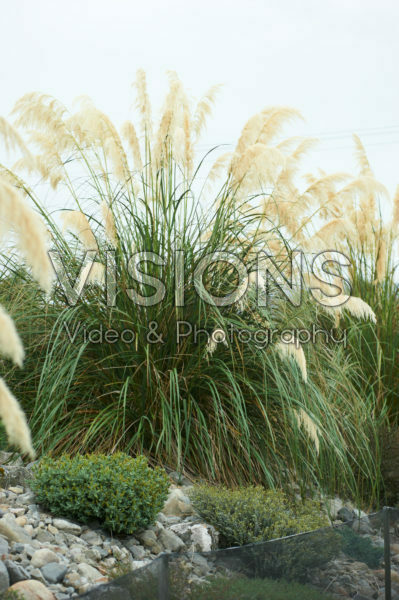 Cortaderia selloana Cortaderia selloana