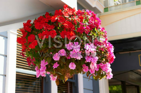 Impatiens hanging basket Impatiens hanging basket