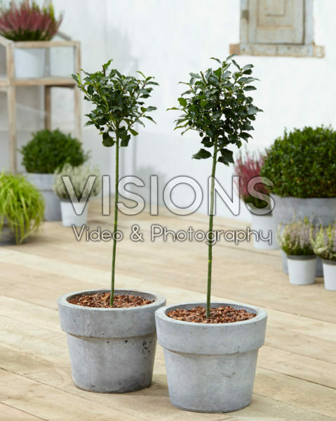 Ilex × meserveae Blue Maid Ilex × meserveae Blue Maid