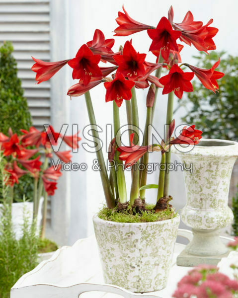 Hippeastrum Red Rascal ® Hippeastrum Red Rascal ®