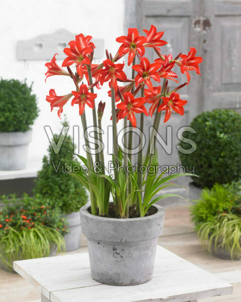 Hippeastrum Balentino ® Hippeastrum Balentino ®