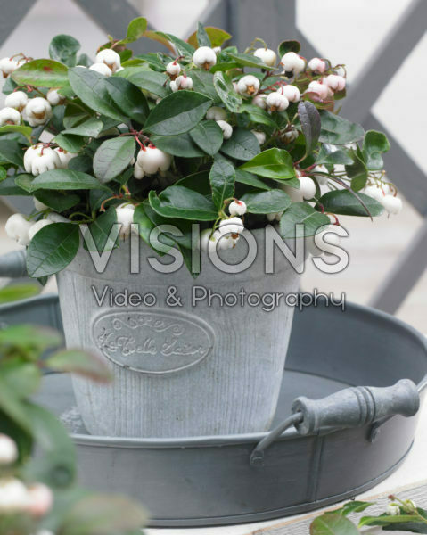 Gaulteria Gaulthier Pearl ® Gaulteria Gaulthier Pearl ®