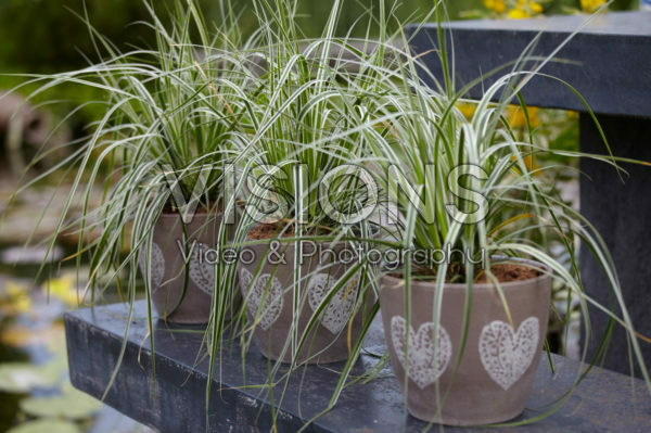 Carex on pot Carex on pot