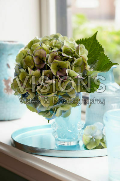 Hydrangea flower in vase Hydrangea flower in vase
