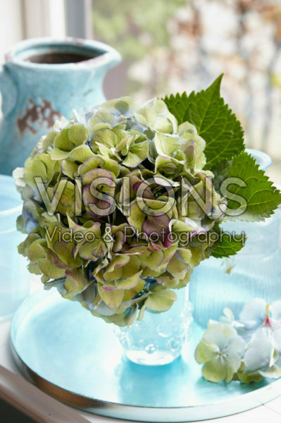 Hydrangea flower in vase Hydrangea flower in vase