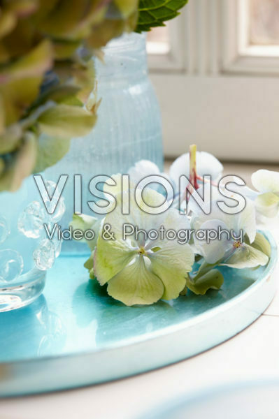 Hydrangea flower in vase Hydrangea flower in vase
