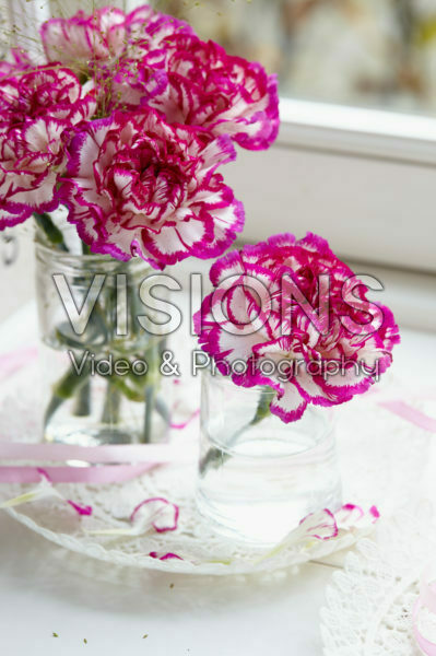 Dianthus on vase Dianthus on vase