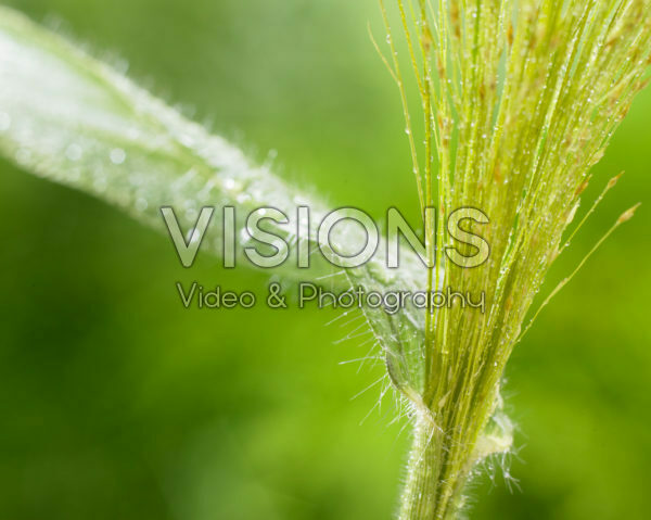 Panicum Fountain Panicum Fountain