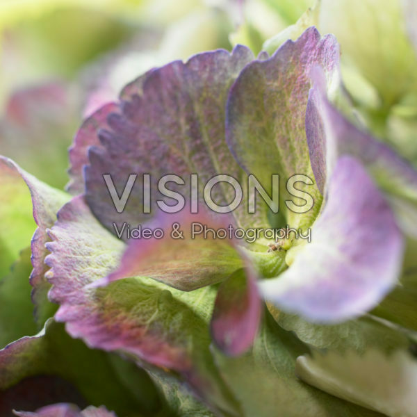 Hydrangea Hydrangea