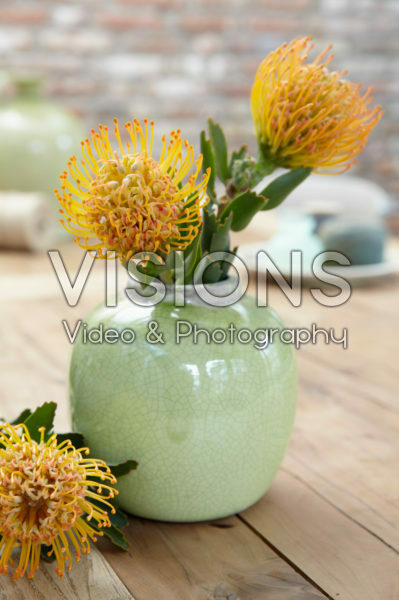 Leucospermum in vase Leucospermum in vase
