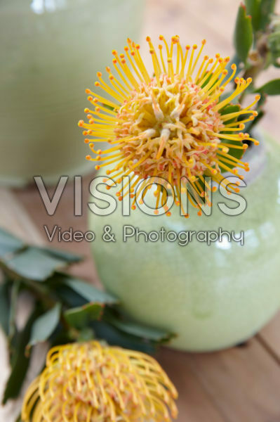Leucospermum in vase Leucospermum in vase