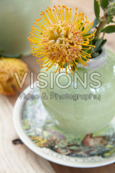 Leucospermum in vase Leucospermum in vase