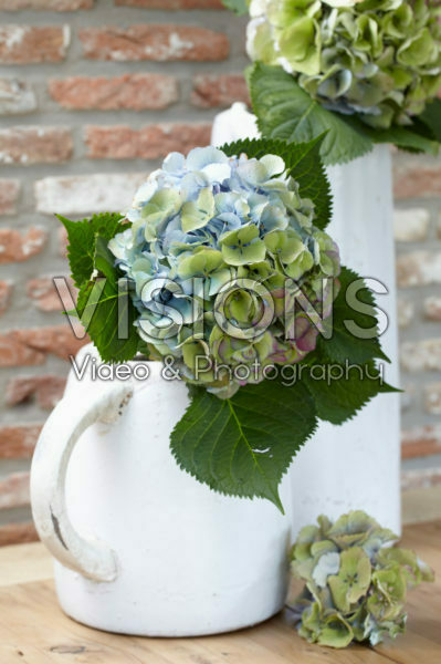 Hydrangea flower in vase Hydrangea flower in vase
