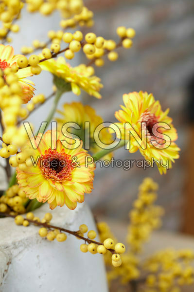 Gerbera and Ilex bouquet Gerbera and Ilex bouquet