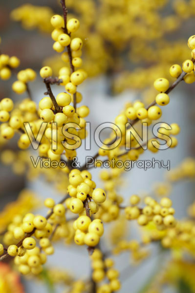 Ilex verticillata Citronella Ilex verticillata Citronella
