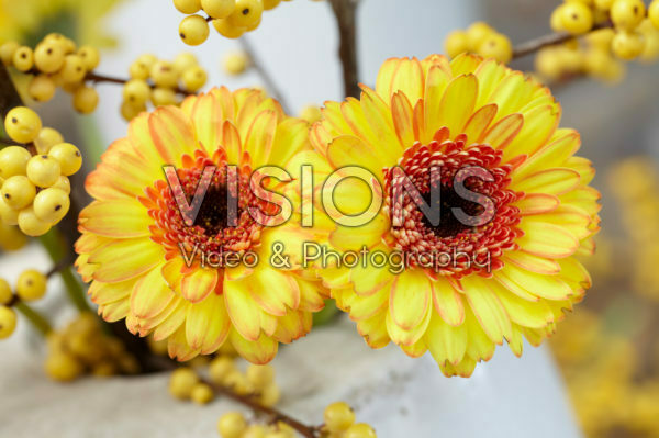 Gerbera and Ilex bouquet Gerbera and Ilex bouquet