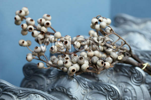 Corymbia torelliana decoration Corymbia torelliana decoration