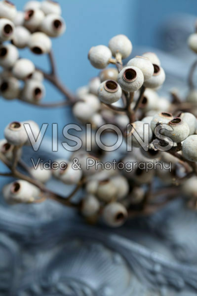 Corymbia torelliana decoration Corymbia torelliana decoration