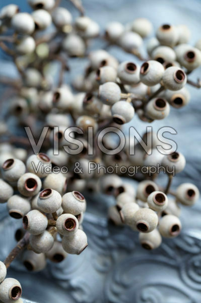 Corymbia torelliana decoration Corymbia torelliana decoration
