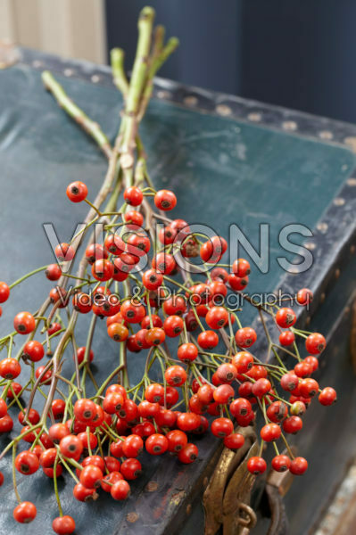 Rose hips Rose hips