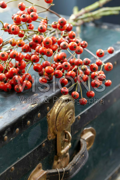 Rose hips Rose hips