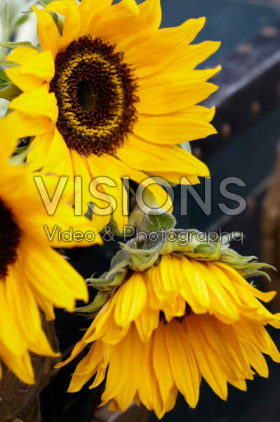 Helianthus Helianthus
