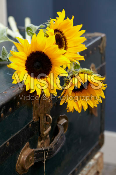 Helianthus Helianthus