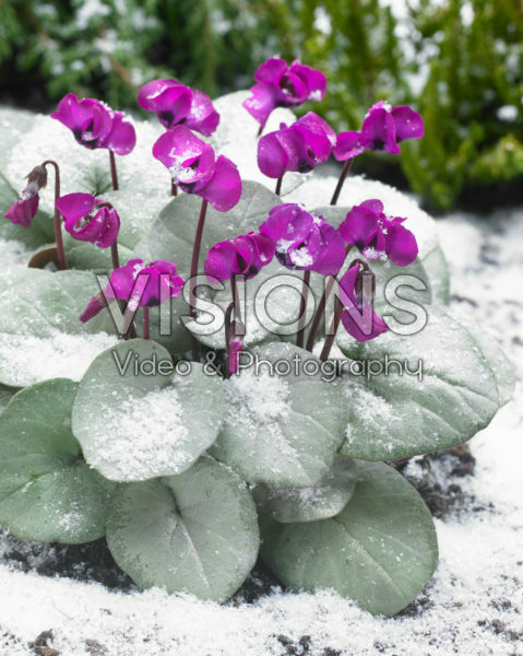 Cyclamen coum White Christmas Cyclamen coum White Christmas
