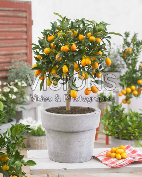 Fortunella japonica Fortunella japonica