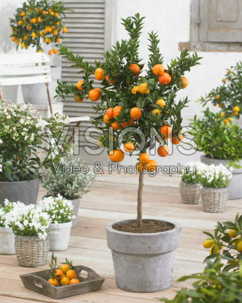 Citrus reticulata Citrus reticulata