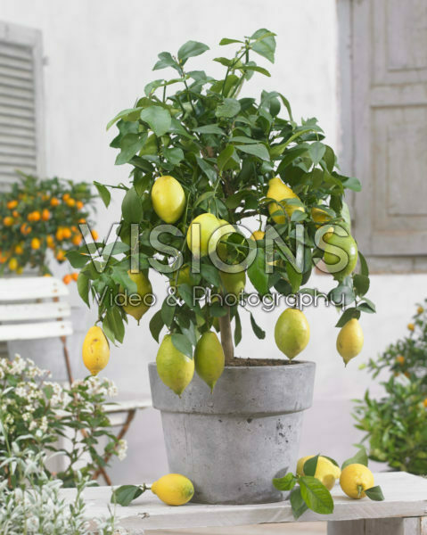 Citrus limon Citrus limon
