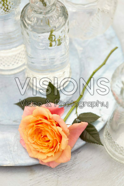 Rosa orange Rosa orange
