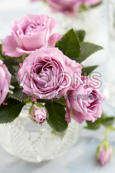 Roses in vase Roses in vase